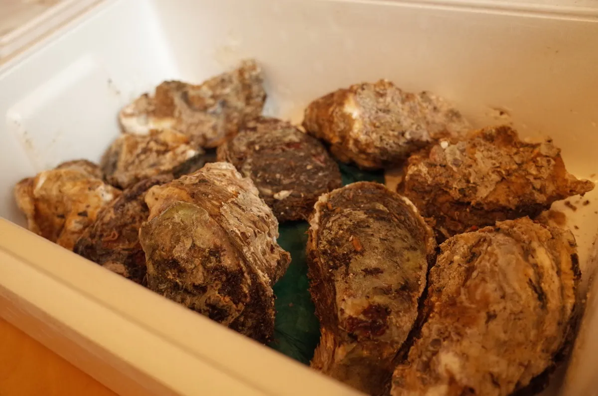 発泡スチロールにゴロッと入ってた。めちゃくちゃ重い